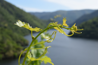 RUTAS POR RIBEIRA SACRA